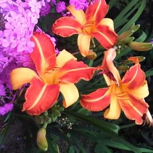 Meet your Posher, Vallee